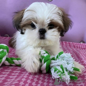 Photo №1. shih tzu - à vendre en ville de Grains | négocié | Annonce №163019