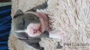 Photo №3. Bâton bleu Crèche KSU. Ukraine