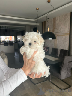 Photo №4. Je vais vendre bichon maltais en ville de Katowice. éleveur - prix - 2800€