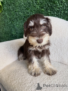 Photo №1. schnauzer miniature - à vendre en ville de Munich | négocié | Annonce №168567