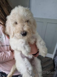 Photo №4. Je vais vendre golden retriever en ville de Huntsville. annonce privée, de la fourrière, de l'abri, éleveur - prix - 663€