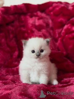 Photo №1. ragdoll - à vendre en ville de Aiola | 500€ | Annonce № 169615