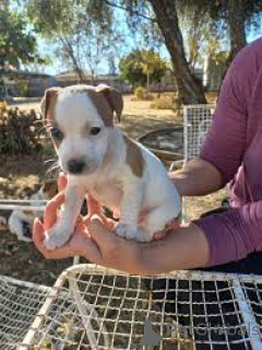 Photo №1. jack russell terrier - à vendre en ville de Lisbonne | 700€ | Annonce №165953