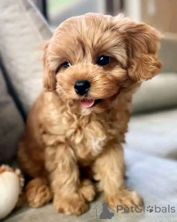 Photo №2 de l'annonce № 138874 de la vente caniche royale - acheter à Allemagne éleveur