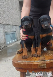 Photo №1. dobermann - à vendre en ville de Ruma | 500€ | Annonce №110269