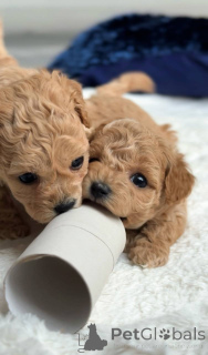 Photo №3. Deux Maltais et un Maltais. Pays Bas