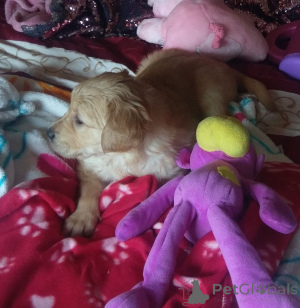 Photo №2 de l'annonce № 164869 de la vente golden retriever - acheter à Belgique annonce privée, éleveur