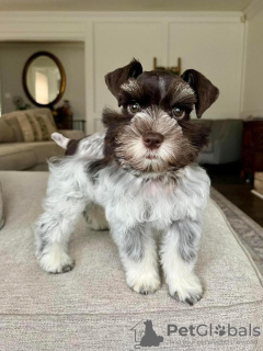 Photo №1.  - à vendre en ville de Chicago | 850€ | Annonce №133397