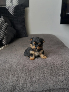 Photo №2 de l'annonce № 175582 de la vente yorkshire terrier - acheter à Grèce éleveur