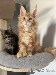 Photo №4. Je vais vendre maine coon en ville de Almería. annonce privée - prix - 446€