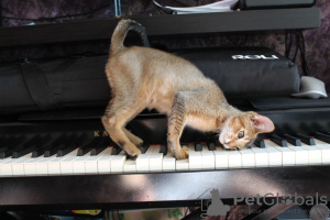 Photos supplémentaires: Chausie - Abyssin