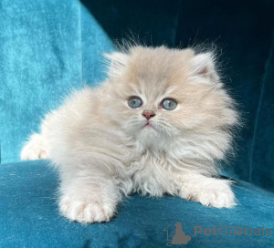 Photo №1. ragdoll - à vendre en ville de New york | 237€ | Annonce № 104321