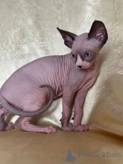 Photo №4. Je vais vendre sphynx en ville de Überlingen. annonce privée - prix - négocié