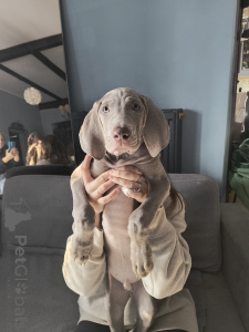 Photo №3. Lady Dzidzia. Pologne