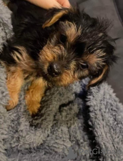 Photo №1. yorkshire terrier - à vendre en ville de Riekstukalns | négocié | Annonce №85343