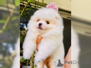 Photo №4. Je vais vendre spitz nain en ville de Münster.  - prix - 600€