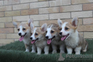 Photo №4. Je vais vendre welsh corgi en ville de Bačka Topola.  - prix - 550€