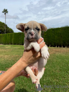 Photo №3. Chiots à vendre Chiots bouledogues français très mignons. Espagne