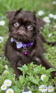 Photo №2 de l'annonce № 139129 de la vente chien à loutre - acheter à Serbie 