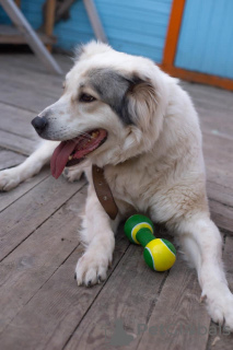 Photo №3. Le jeune Alabai Fenya cherche une maison.. Fédération de Russie