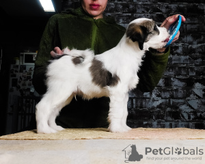 Photo №3. Chiots Terrier tibétain. Biélorussie