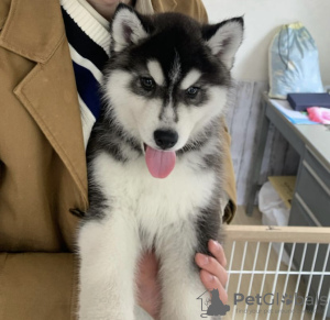 Photo №1. husky de sibérie - à vendre en ville de Tampere | négocié | Annonce №119797