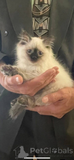 Photo №3. Tellement adorable. Espagne