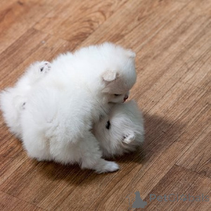 Photo №1. spitz nain - à vendre en ville de Tennessee City | négocié | Annonce №148392