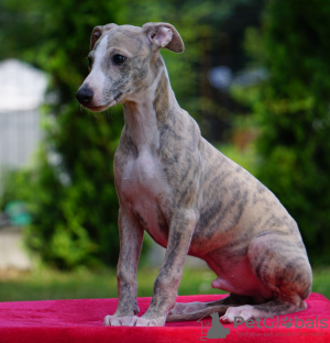 Photo №1. lévrier whippet - à vendre en ville de Aleksandria | 1500€ | Annonce №55608