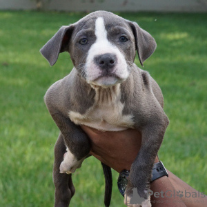 Photo №2 de l'annonce № 9034 de la vente american bully - acheter à Espagne éleveur
