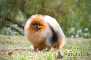 Photos supplémentaires: Сute chiot poméranien noir et feu