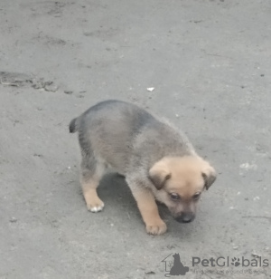 Photo №2 de l'annonce № 9242 de la vente chien bâtard - acheter à Ukraine annonce privée