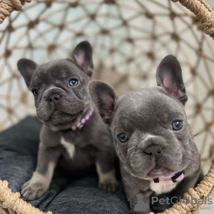 Photo №1. bouledogue - à vendre en ville de Амстердам | négocié | Annonce №44009