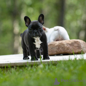 Photo №3. chiots bouledogue français en bonne santé. Allemagne