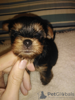 Photo №4. Je vais vendre biewer yorkshire terrier, yorkshire terrier en ville de Riga. annonce privée, de la fourrière, éleveur - prix - 550€