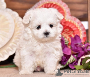 Photo №1. bichon maltais - à vendre en ville de Mikkeli | Gratuit | Annonce №110678