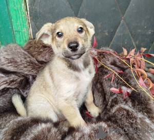 Photo №1. chien bâtard - à vendre en ville de Москва | Gratuit | Annonce №100052