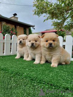 Photo №2 de l'annonce № 139143 de la vente chow-chow - acheter à Serbie 