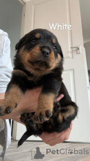 Photo №4. Je vais vendre rottweiler en ville de Anvers. annonce privée - prix - Gratuit