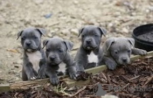 Photo №2 de l'annonce № 129769 de la vente american staffordshire terrier - acheter à Allemagne annonce privée