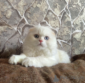 Photo №1. scottish straight - à vendre en ville de Essentituki | négocié | Annonce № 153956