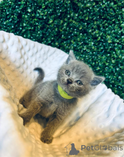 Photo №2 de l'annonce № 152934 de la vente  - acheter à Allemagne 