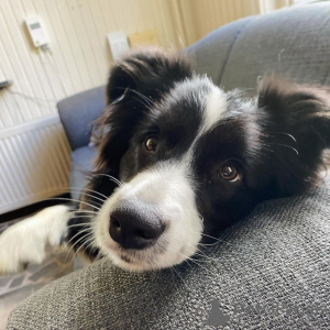 Photo №2 de l'annonce № 78224 de la vente border collie - acheter à Pologne annonce privée