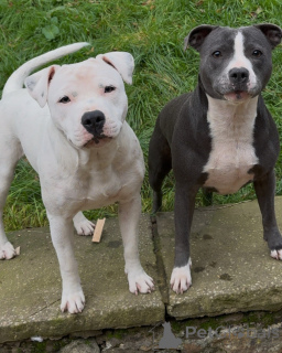 Photo №4. Je vais vendre staffordshire bull terrier en ville de Bordeaux. éleveur - prix - négocié