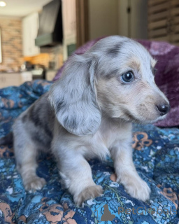 Photo №3. Chiot teckel haut de gamme disponible, aimant, en bonne santé et prêt pour sa. Allemagne