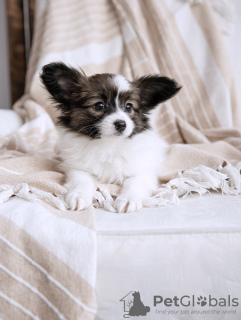 Photo №3. Papillon Puppy disponible. Lituanie