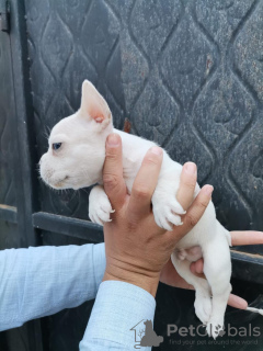 Photo №1. bouledogue - à vendre en ville de Dubai | négocié | Annonce №31812