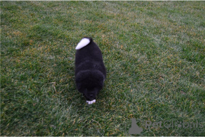 Photo №2 de l'annonce № 135601 de la vente akita (chien) - acheter à Allemagne annonce privée, éleveur