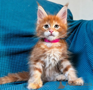 Photo №2 de l'annonce № 116315 de la vente maine coon - acheter à Suisse annonce privée