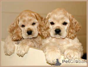 Photo №1. cocker spaniel anglais - à vendre en ville de De plus fort | négocié | Annonce №169987
